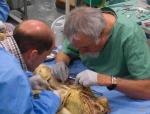 Anatomie Präparatetest für Physiotherapeuten und Osteopathen