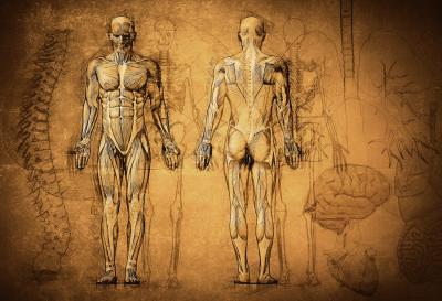 Anatomie Präparierkurs für Therapeuten 